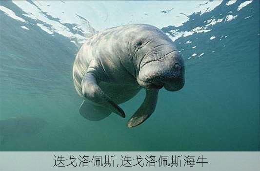 迭戈洛佩斯,迭戈洛佩斯海牛