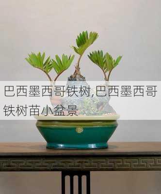 巴西墨西哥铁树,巴西墨西哥铁树苗小盆景