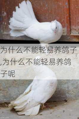 为什么不能轻易养鸽子,为什么不能轻易养鸽子呢