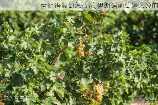 伊朗语葡萄怎么说,伊朗语葡萄怎么说的