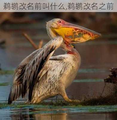 鹈鹕改名前叫什么,鹈鹕改名之前