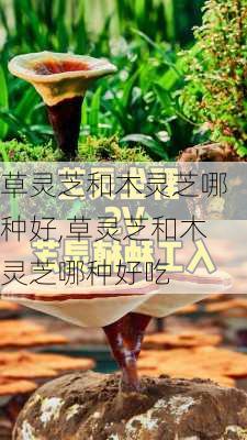 草灵芝和木灵芝哪种好,草灵芝和木灵芝哪种好吃