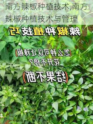南方辣椒种植技术,南方辣椒种植技术与管理