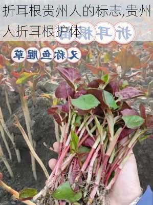 折耳根贵州人的标志,贵州人折耳根护体