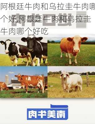 阿根廷牛肉和乌拉圭牛肉哪个好,阿根廷牛肉和乌拉圭牛肉哪个好吃