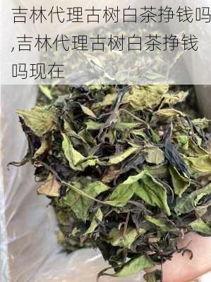 吉林代理古树白茶挣钱吗,吉林代理古树白茶挣钱吗现在