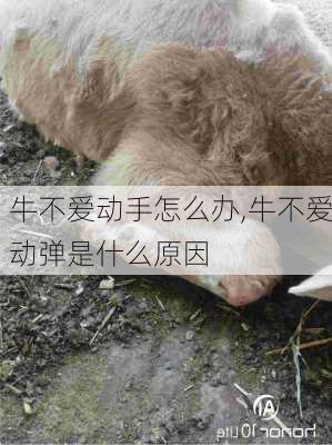 牛不爱动手怎么办,牛不爱动弹是什么原因
